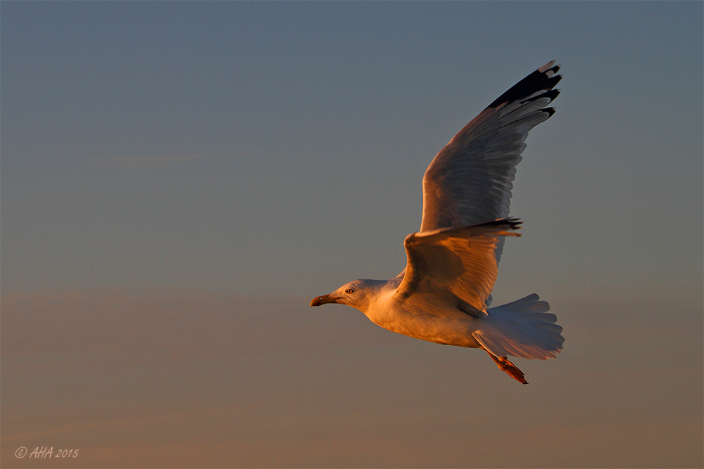 Abendmöwe II