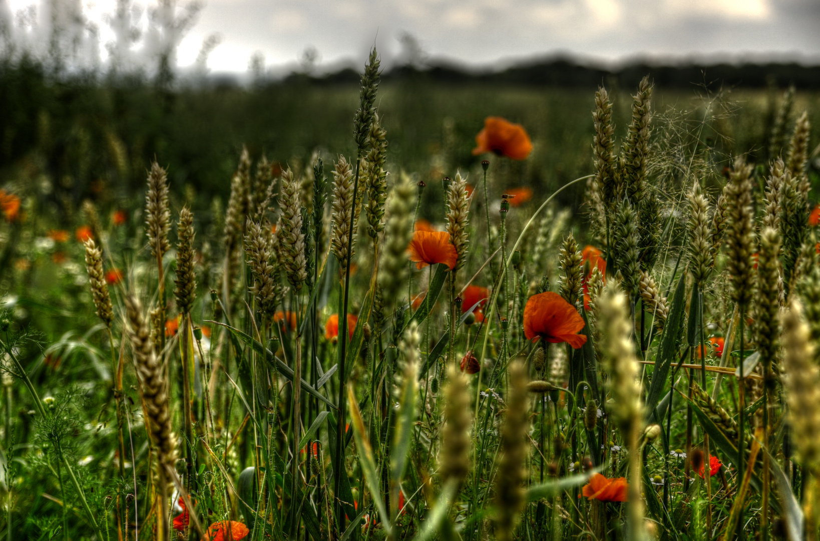 Abendmohn