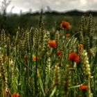 Abendmohn