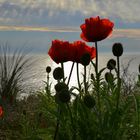 Abendmohn