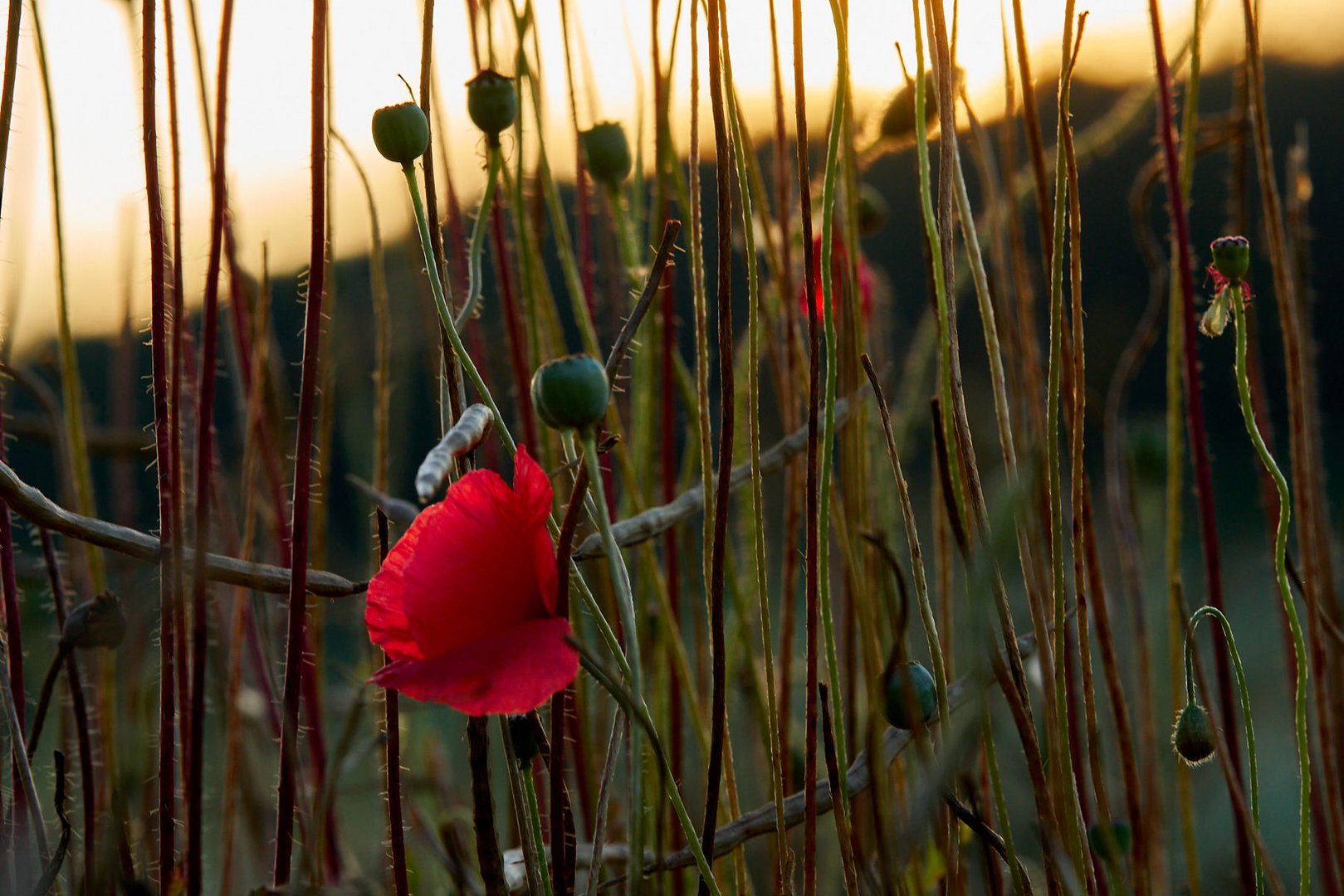 Abendmohn 