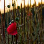 Abendmohn 