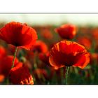 Abendmohn