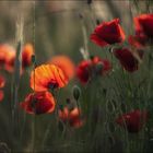 **Abendmohn**