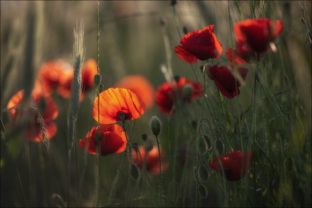 **Abendmohn**