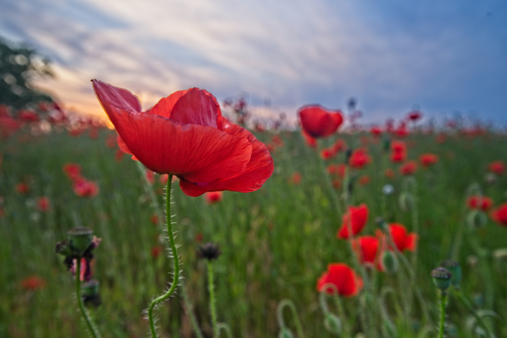 Abendmohn