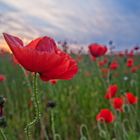 Abendmohn