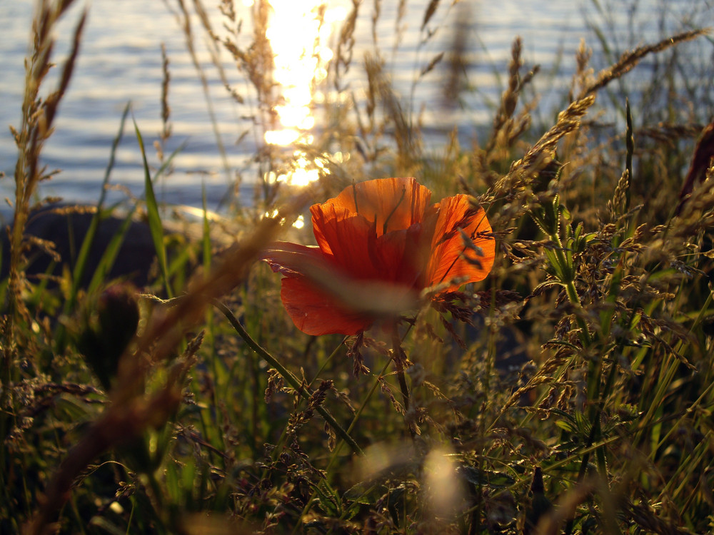 Abendmohn