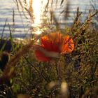 Abendmohn