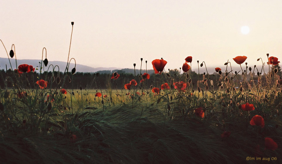 abendmohn