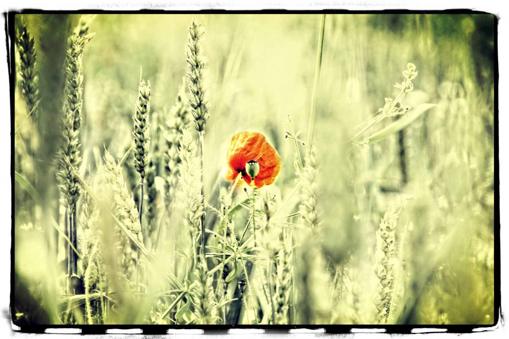 Abendmohn