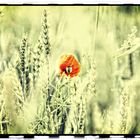 Abendmohn