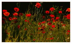 Abendmohn