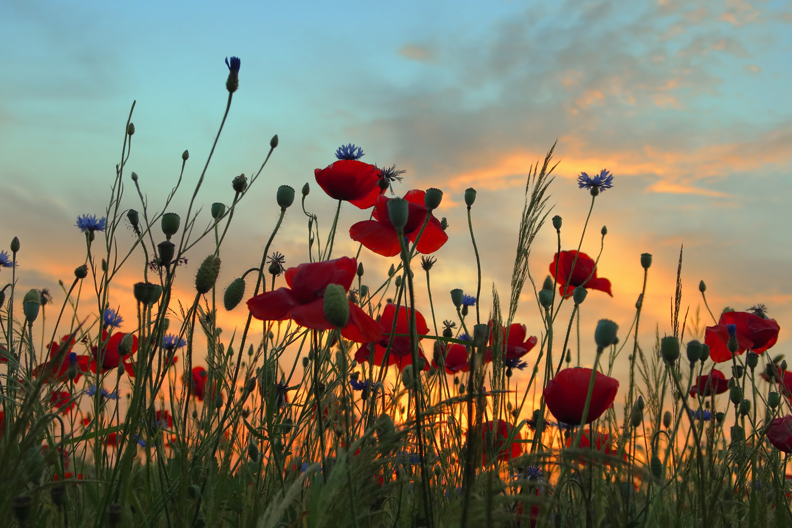 Abendmohn