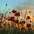 Abendmohn