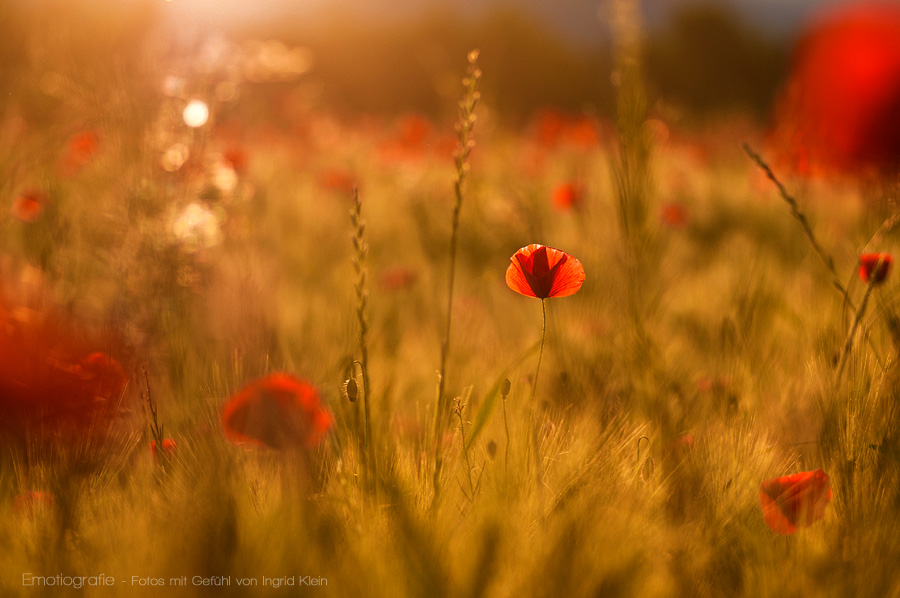 Abendmohn