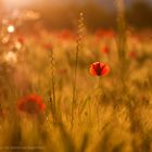 Abendmohn