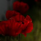 Abendmohn