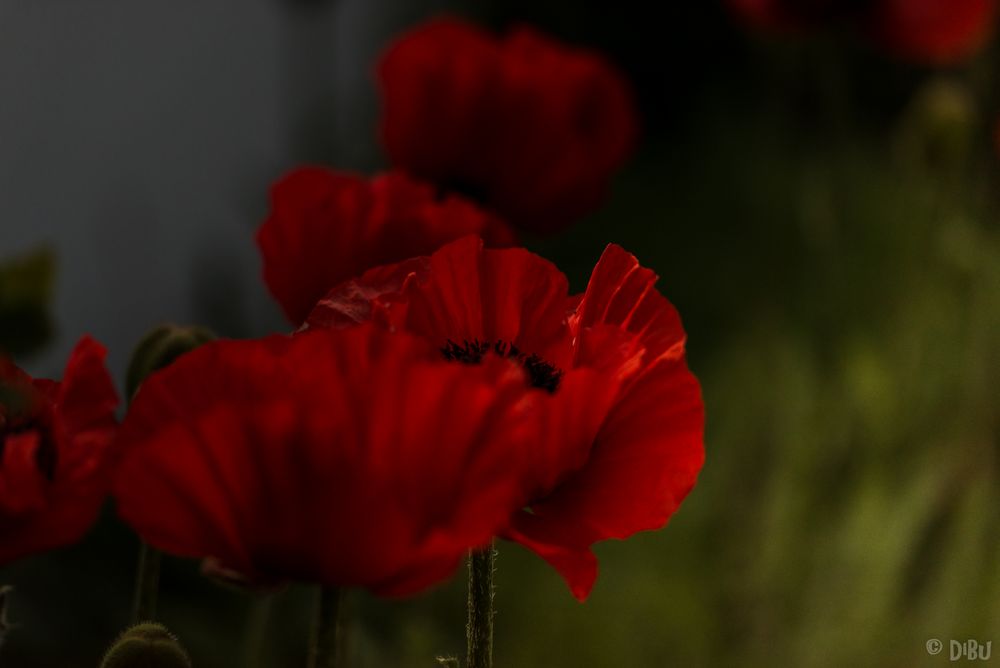 Abendmohn