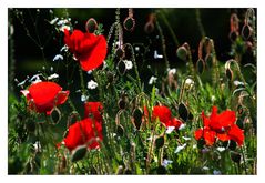 Abendmohn