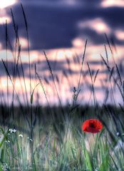 Abendmohn - HDR