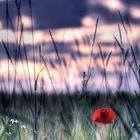 Abendmohn - HDR