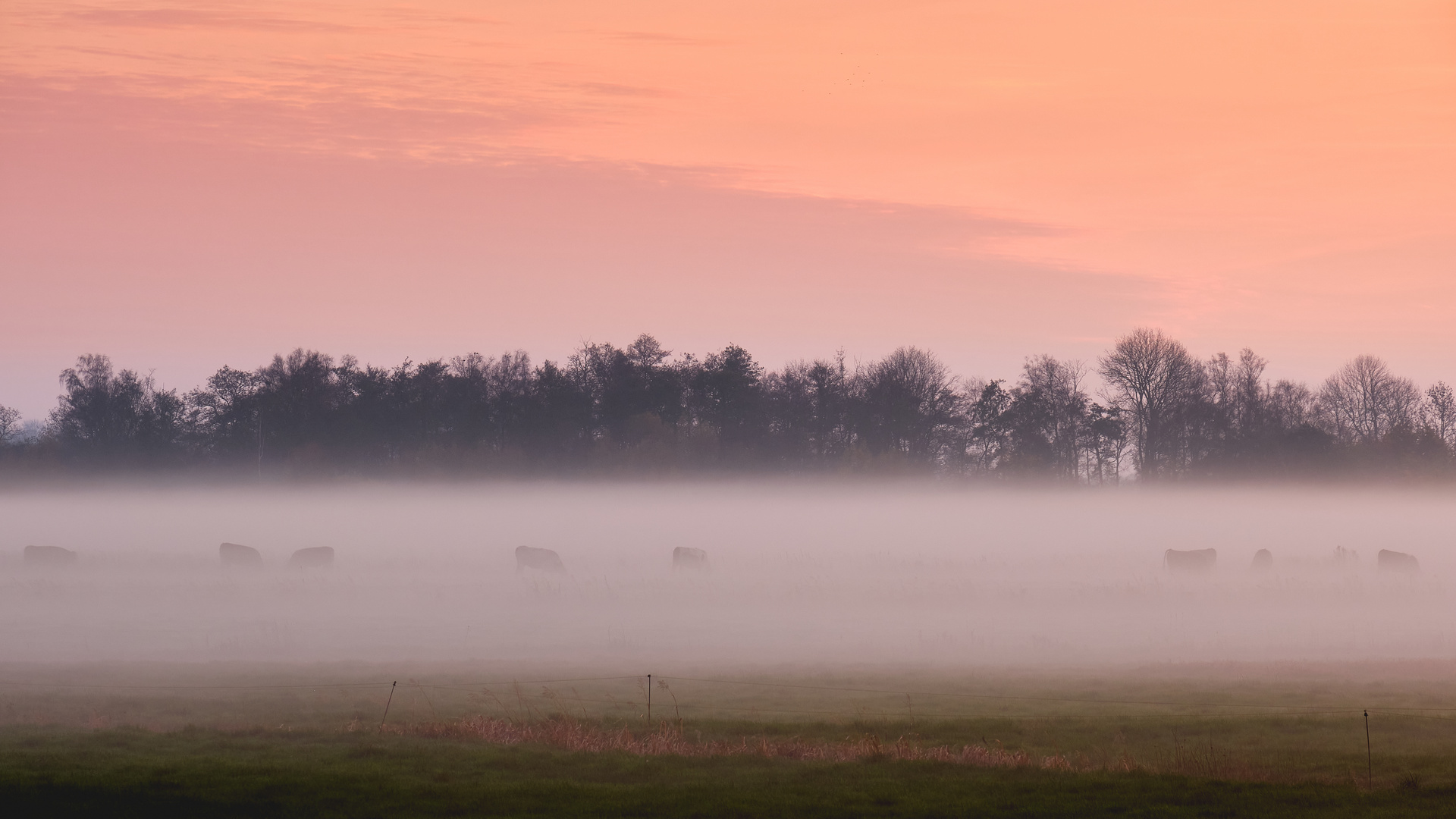 Abendnebel