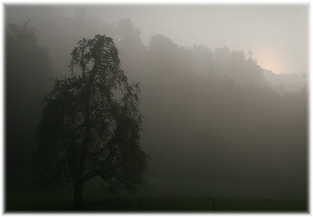 Abendnebel