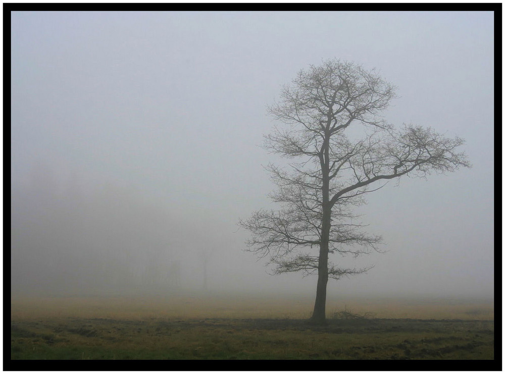 Abendnebel