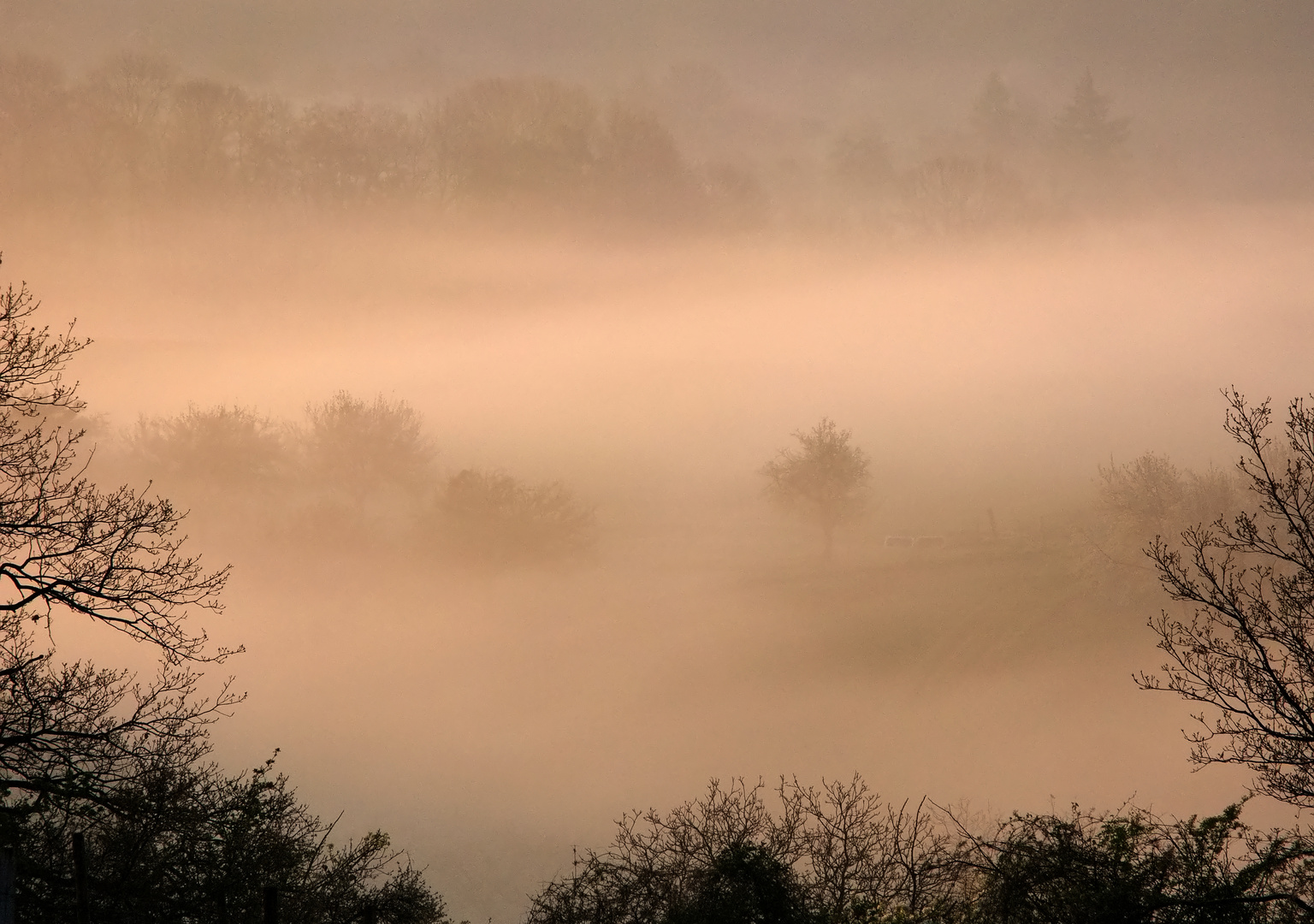 Abendnebel