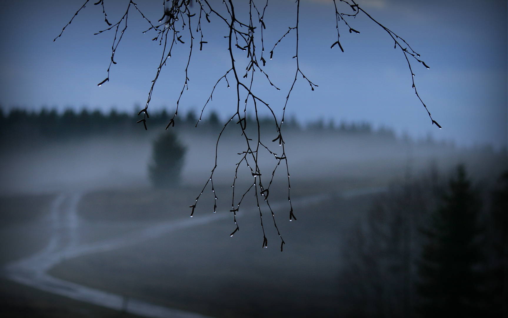 Abendnebel auf der Heide