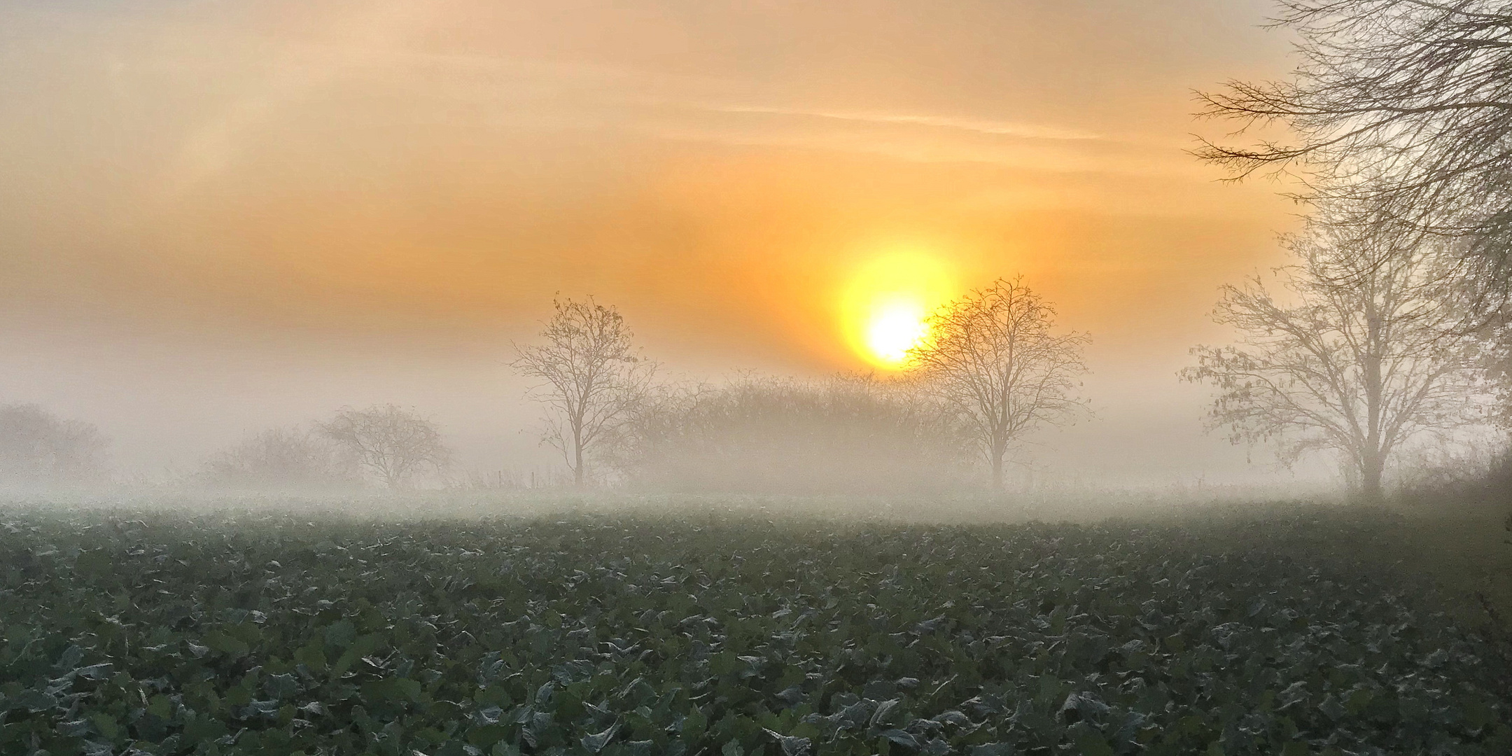 Abendnebel