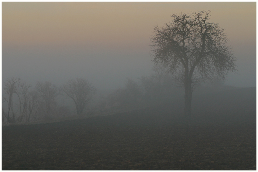 Abendnebel