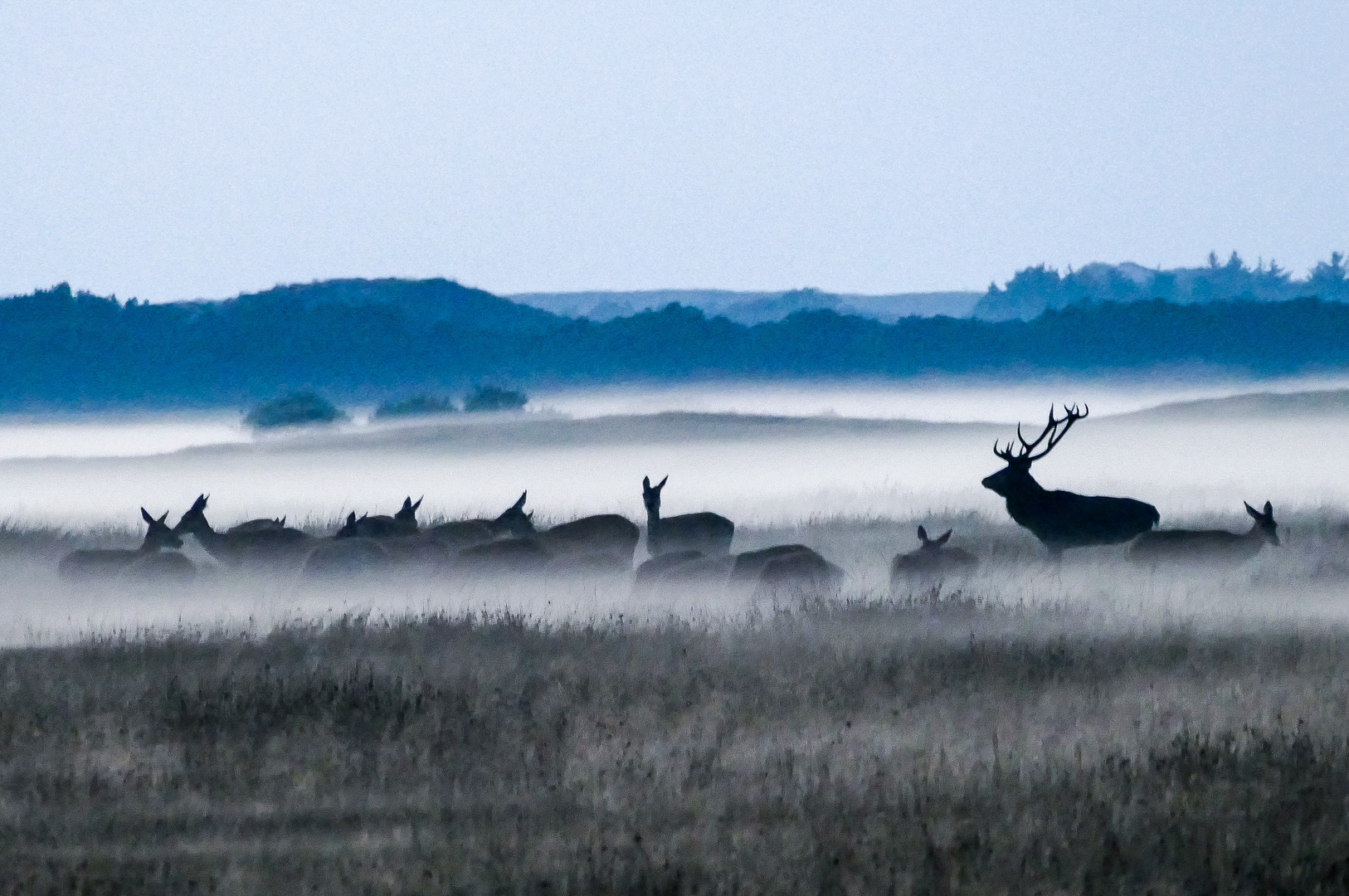 Abendnebel