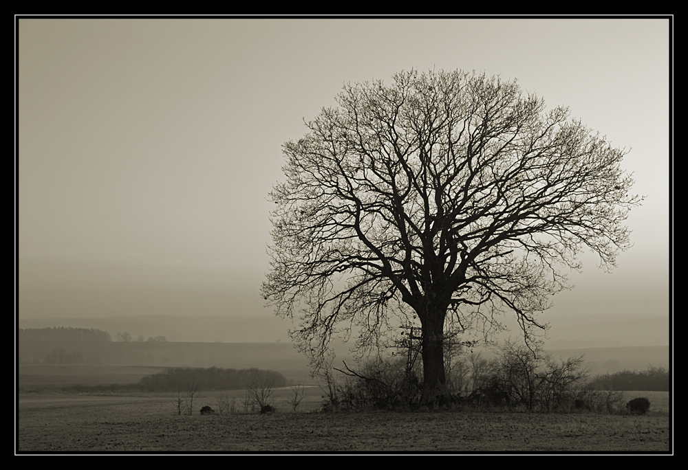 Abendnebel