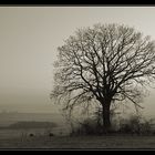 Abendnebel