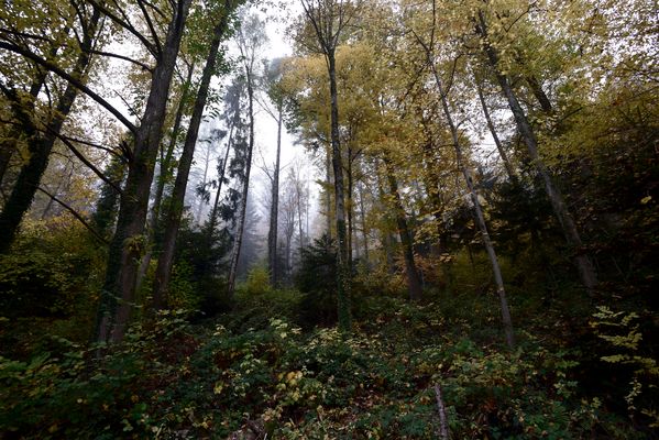 Abendnebel im herbstlichen Wald