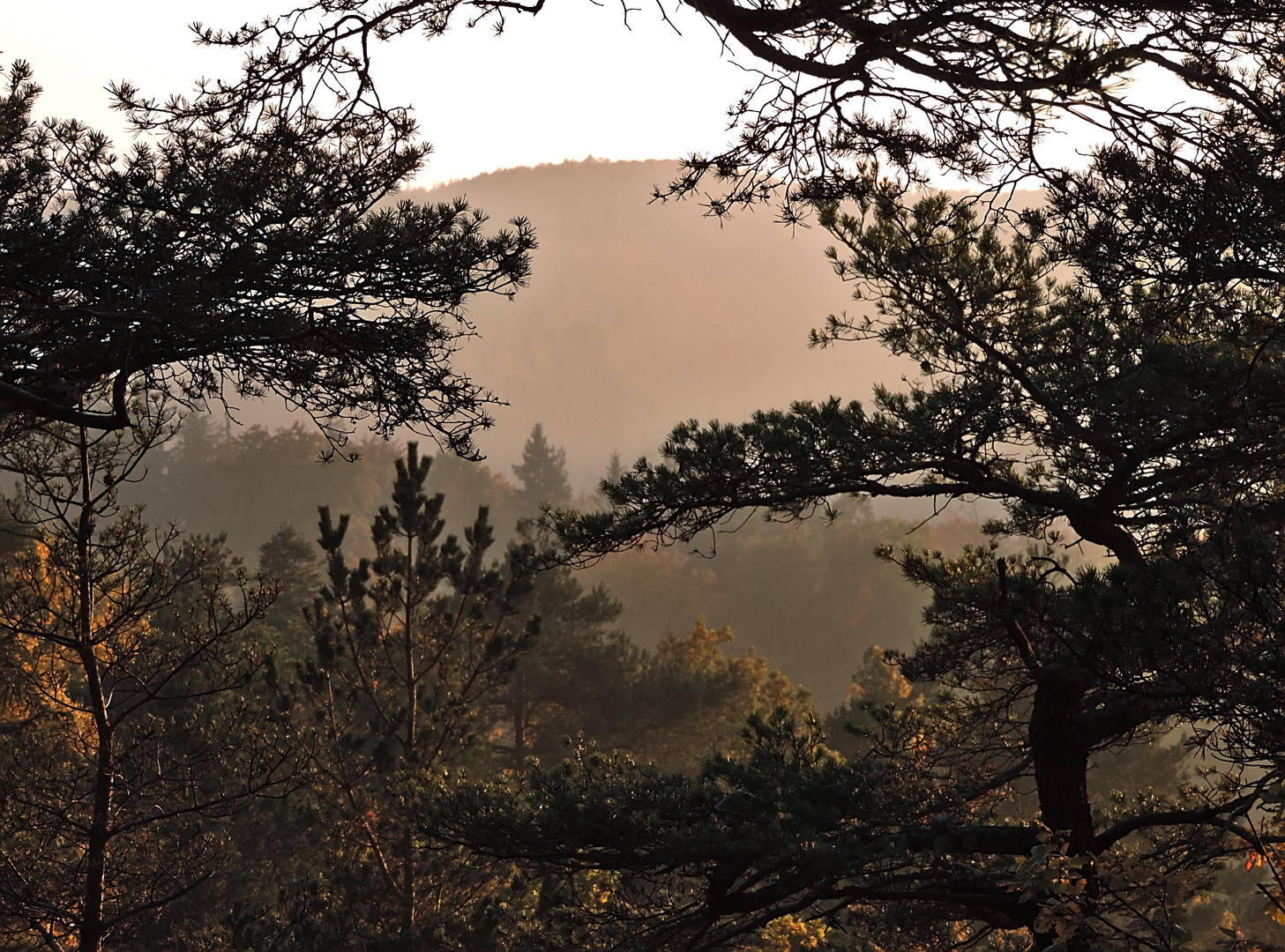 Abendnebel im Wald