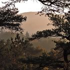 Abendnebel im Wald