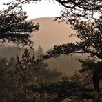 Abendnebel im Wald