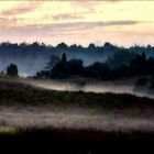 Abendnebel in der Heide