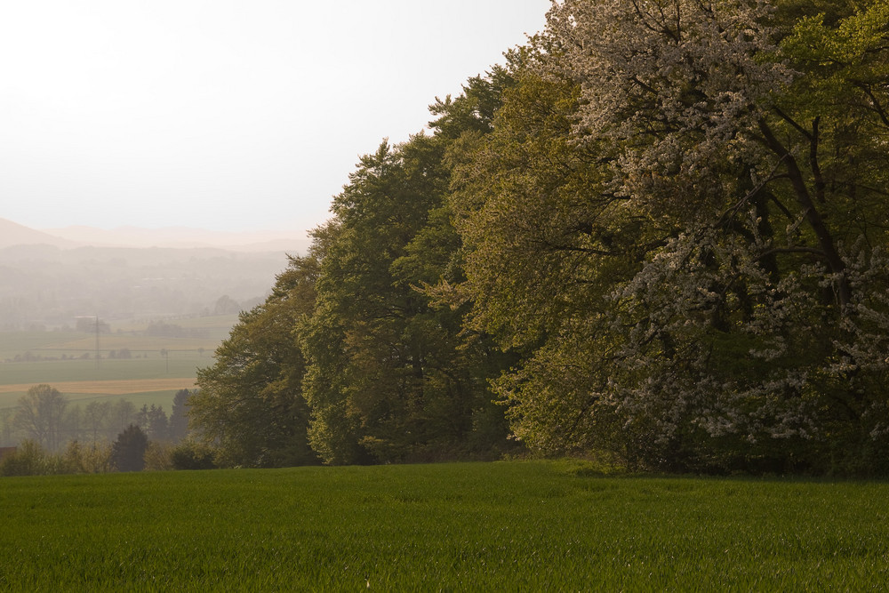 Abendnebel in Detmold