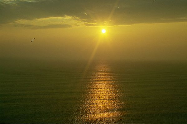 Abendnebel mit Möwe