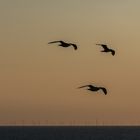 Abendpatrouille 