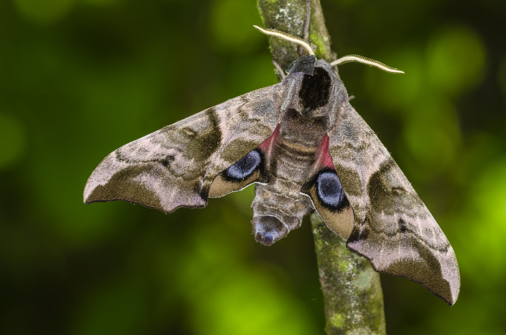 Abendpfauenauge (Smerinthus ocellata)