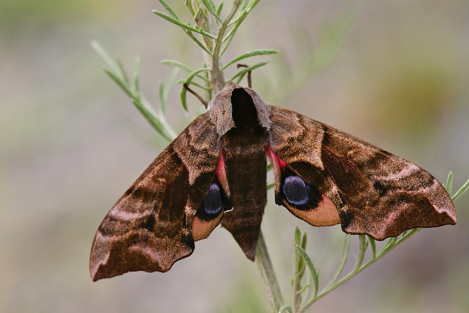 Abendpfauenauge (Smerinthus ocellata)