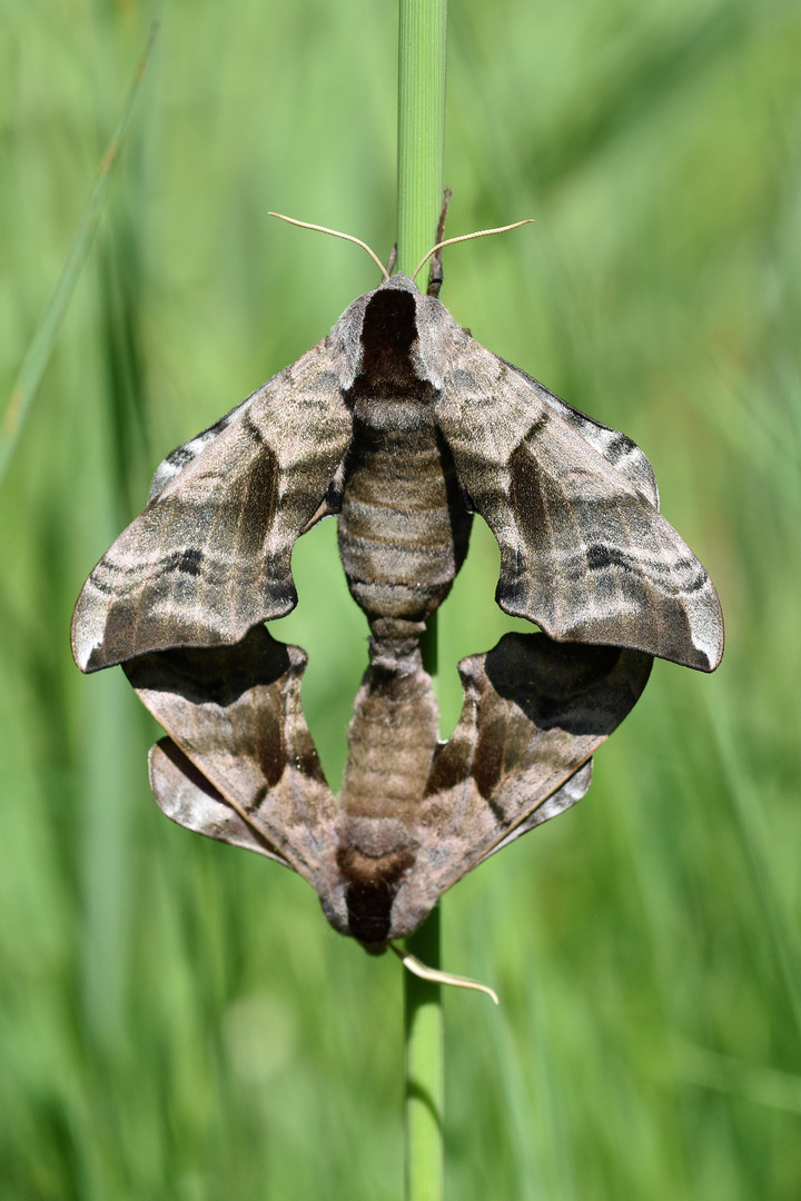 Abendpfauenauge (Smerinthus ocellata)