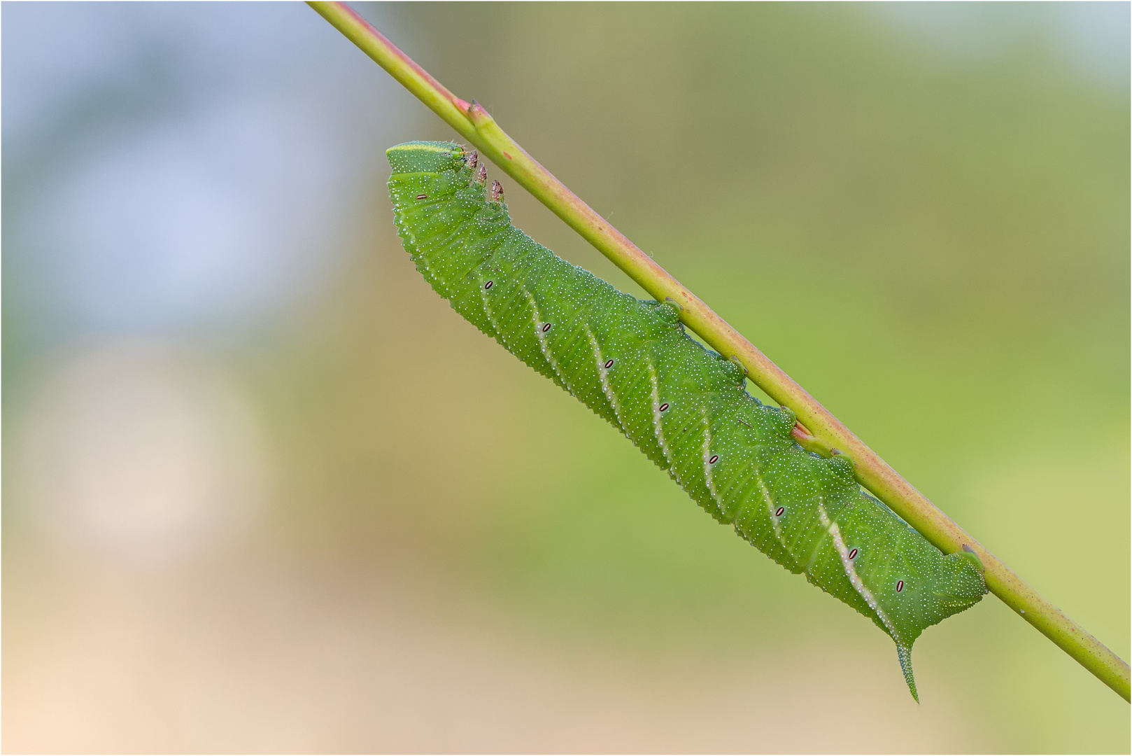 Abendpfauenauge (Smerinthus ocellata)