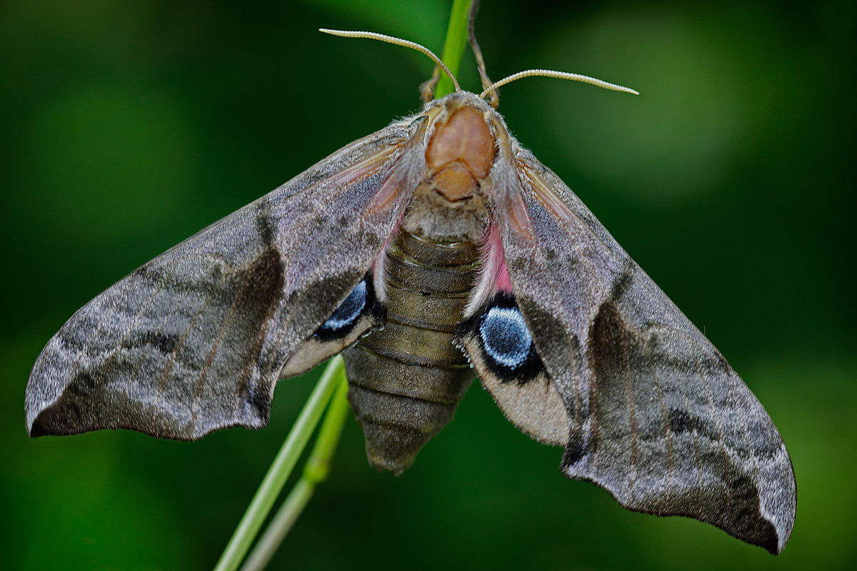 Abendpfauenauge (Smerinthus ocellata)