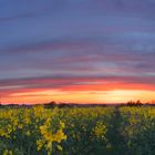 Abendrot am Rapsfeld